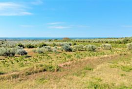 Istra,Vodnjan-Građevinsko zemljište panoramskog pogleda s građevinskom dozvolom, Vodnjan, Terra