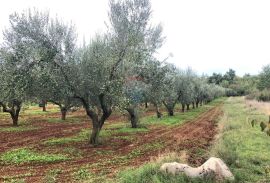 Istra, Lovrečica, maslinik 6634 m2, Umag, Terrain