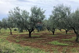 Istra, Lovrečica, maslinik 6634 m2, Umag, Terrain