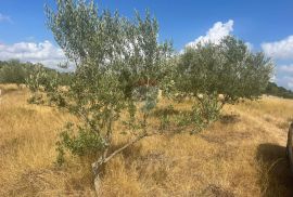 Istra,Bale,poljoprivredno zemljište sa maslinama, Bale, Arazi