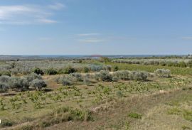 Istra,Vodnjan-Građevinsko zemljište s projektom i dozvolom za gradnju, Vodnjan, Land