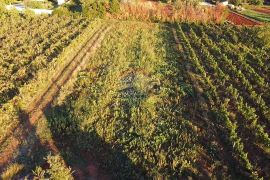 Istra, Kaštelir- Građevinsko zemljište sa pogledom na more, Kaštelir-Labinci, Terra