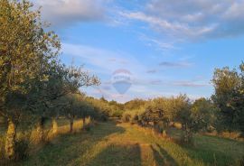 Poreč: Ograđeni maslinik sa 60 starih maslina, Poreč, Terrain