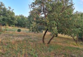 Poreč: Ograđeni maslinik sa 60 starih maslina, Poreč, Terrain