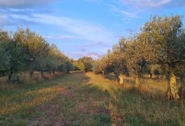 Poreč: Ograđeni maslinik sa 60 starih maslina, Poreč, Terrain