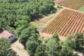 Istra, Višnjan - Samostojeća kuća sa 4900 m2 okućnice, Višnjan, Casa