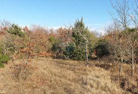 Juršići, Istra, poljoprivredno zemljište 19770 m2, Svetvinčenat, أرض