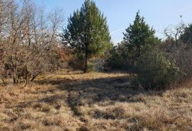 Juršići, Istra, poljoprivredno zemljište 19770 m2, Svetvinčenat, Земля