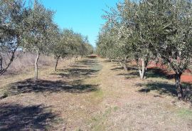 Umag, poljoprivredni teren, atraktivna lokacija blizu mora, Umag, Tierra