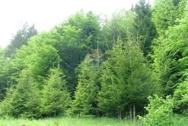 Čabar, Prezid - građevinski teren sa započetom gradnjom 996 m2, Čabar, Земля