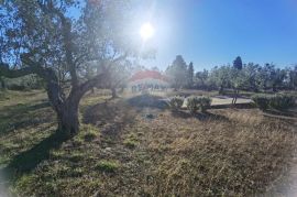 Istra, Fažana - vikend zemljište sa stoljetnim maslinama, Fažana, Zemljište