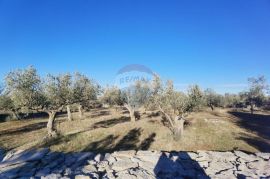 Istra, Fažana - vikend zemljište sa stoljetnim maslinama, Fažana, Land