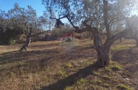 Istra, Fažana - vikend zemljište sa stoljetnim maslinama, Fažana, Zemljište