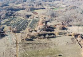 ISTRA, NEDEŠĆINA - Poljoprivredno zemljište 9824 m2, Sveta Nedelja, Terra