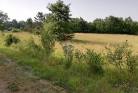 Istra, Tinjan, poljoprivredno zemljište 3274 m2, Tinjan, Land