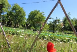 Kaštelir, prelijepa parcela usred bujnog zelenila, Kaštelir-Labinci, Zemljište