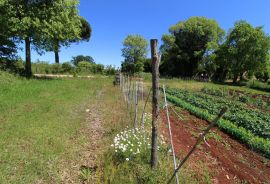 Kaštelir, prelijepa parcela usred bujnog zelenila, Kaštelir-Labinci, Zemljište