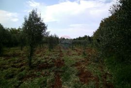 Istra, okolica Fažane, uređeni maslinik u prirodi, 4340 m2, Fažana, Terreno