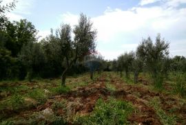 Istra, okolica Fažane, uređeni maslinik u prirodi, 4340 m2, Fažana, Terreno