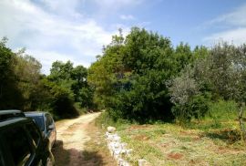 Istra, okolica Fažane, uređeni maslinik u prirodi, 4340 m2, Fažana, Terreno