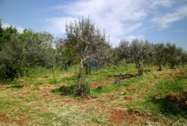 Istra, okolica Fažane, uređeni maslinik u prirodi, 4340 m2, Fažana, Terreno