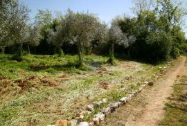 Istra, okolica Fažane, uređeni maslinik u prirodi, 4340 m2, Fažana, Terreno