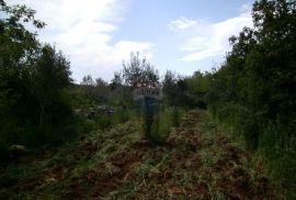 Istra, okolica Fažane, uređeni maslinik u prirodi, 4340 m2, Fažana, Terreno