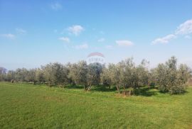 Istra, Novigrad - Poljoprivredno zemljište sa legaliziranim objektom, Novigrad, Zemljište