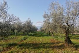 Istra, Novigrad - Poljoprivredno zemljište sa legaliziranim objektom, Novigrad, Zemljište