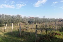 Istra, Novigrad - Poljoprivredno zemljište sa legaliziranim objektom, Novigrad, Zemljište