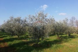 Istra, Novigrad - Poljoprivredno zemljište sa legaliziranim objektom, Novigrad, Zemljište