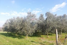 Istra, Novigrad - Poljoprivredno zemljište sa legaliziranim objektom, Novigrad, Zemljište