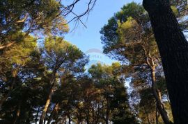 Rovinj,za auto kamp veliko zemljište,stoljetna šuma, Rovinj, Terrain