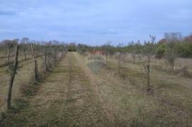 Istra, Juršići, maslinik sa 145 maslina, Svetvinčenat, Tierra