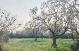 ISTRA, PEROJ, građevinsko, 1002m2 turističke namjene svega 250m od mora, Vodnjan, Terrain