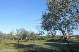 Istra, Vodnjan, Galižana, velika parcela na rubu urbanizacije, Vodnjan, Land