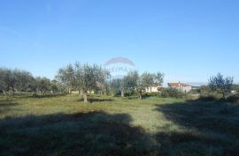 Istra, Vodnjan, Galižana, veliko zemljište sa maslinama na rubu urbanizacije, Vodnjan, Land