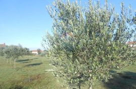 Istra, Vodnjan, Galižana, veliko zemljište sa maslinama na rubu urbanizacije, Vodnjan, Γη