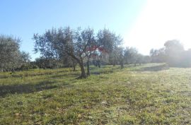 Istra, Vodnjan, Galižana, veliko zemljište sa maslinama na rubu urbanizacije, Vodnjan, Land