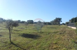 Istra, Vodnjan, Galižana, veliko zemljište sa maslinama na rubu urbanizacije, Vodnjan, Land