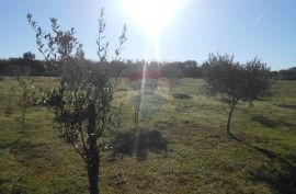 Istra, Vodnjan, Galižana, veliko zemljište sa maslinama na rubu urbanizacije, Vodnjan, أرض