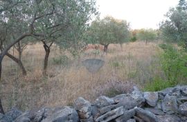 FAŽANA, maslenik od 1140 m2, Fažana, Land