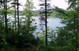 Šuma uz jezero-mogućnost zamjene, Lokve, Terreno