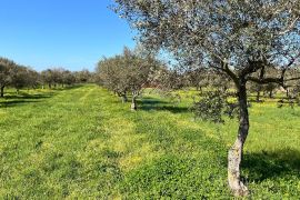 Istra, Brtonigla, okolica, lijepi poljoprivredin tereni, Brtonigla, Terrain