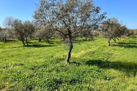 Istra, Brtonigla, okolica, lijepi poljoprivredin tereni, Brtonigla, Tierra