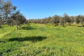 Istra, Brtonigla, okolica, lijepi poljoprivredin tereni, Brtonigla, Terra