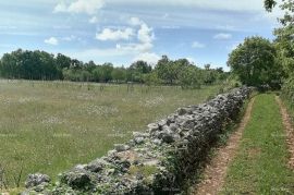 Poljoprivredno zemljište Prodaje se poljoprivredno zemljište, Barban, Barban, Terrain