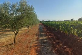 Istra, Marčana, gospodarski objekt na 12000 m2, Marčana, Kuća