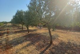 Istra, Marčana, gospodarski objekt na 12000 m2, Marčana, Kuća