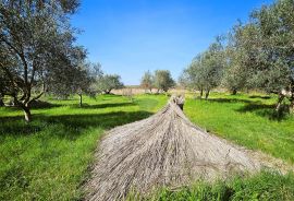 Istra, Umag okolica, maslinik s vodom, Umag, Terra